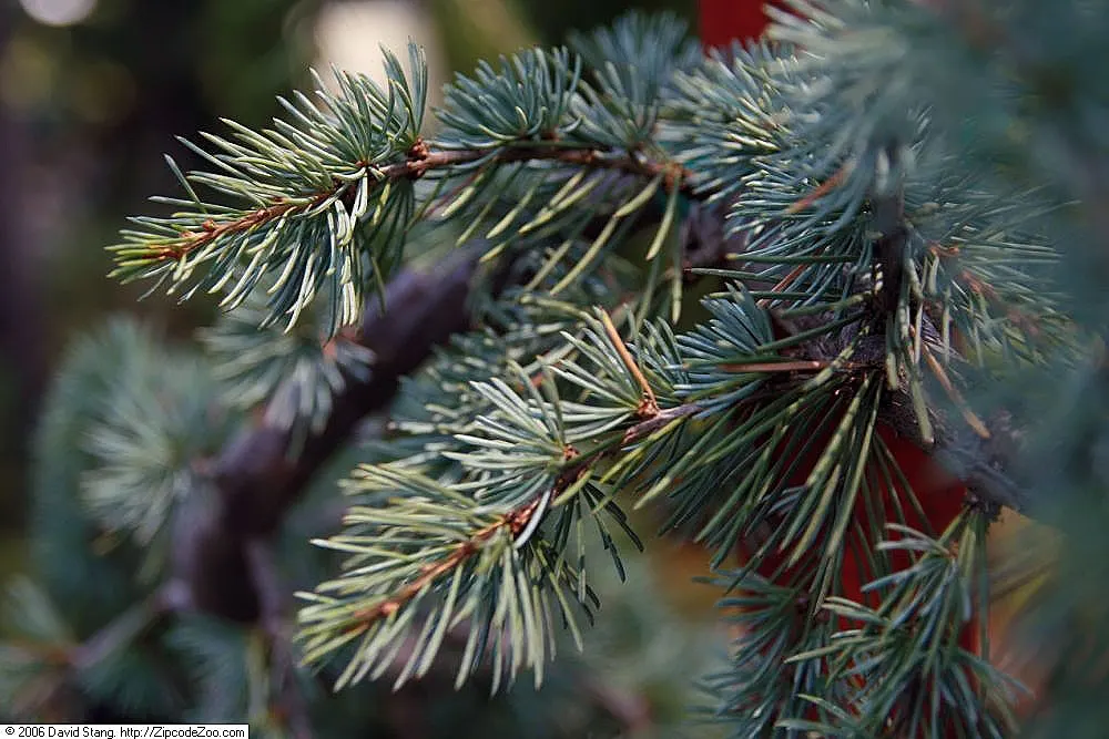 Blue Atlas Cedar (Cedrus Atlantica 'Glauca') — making it an excellent selection for clients seeking grandeur without extensive upkeep