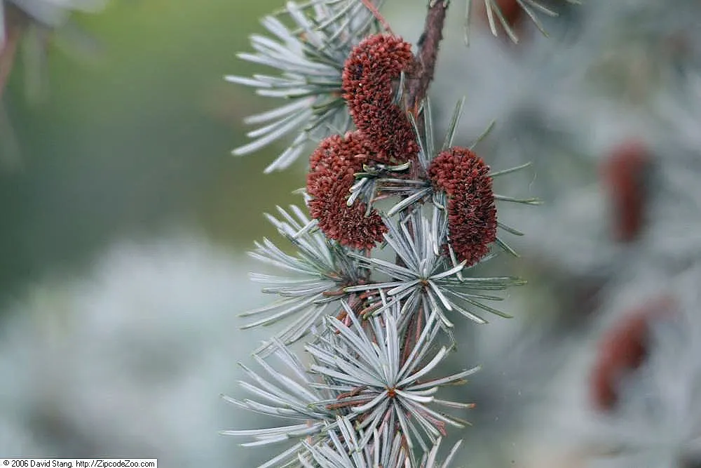 Blue Atlas Cedar (Cedrus Atlantica 'Glauca') — which add an extra point of interest to the winter silhouette