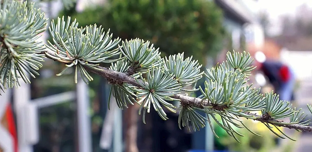 Blue Atlas Cedar (Cedrus Atlantica 'Glauca') — Typically reaching heights of 40 to 60 feet with a spread of 20 to 40 feet at maturity