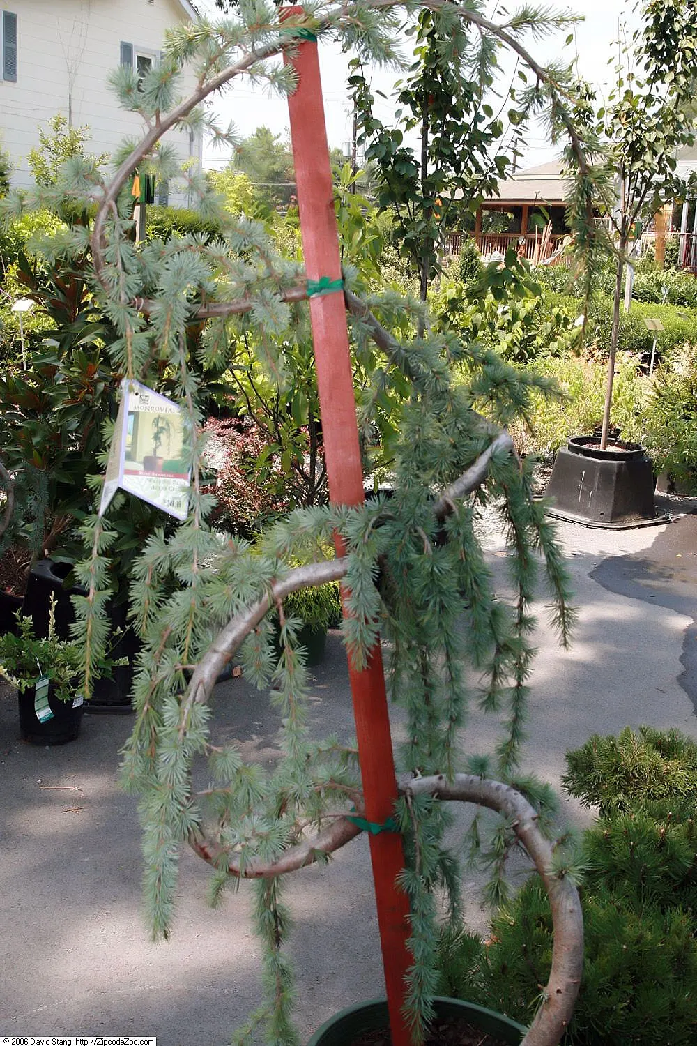 Blue Atlas Cedar (Cedrus Atlantica 'Glauca') — preferring full sun exposure for optimal needle color and health
