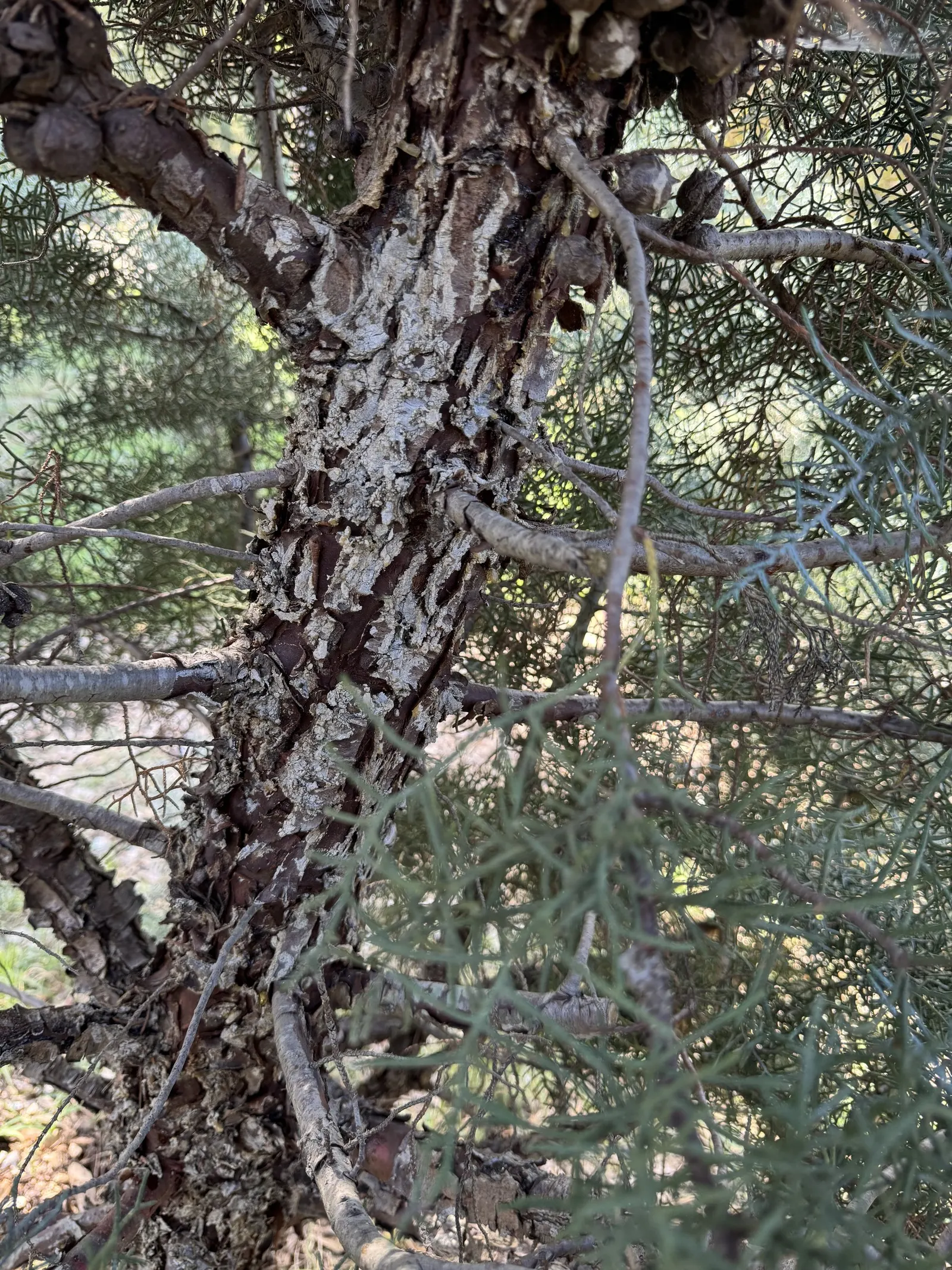 Blue Atlas Cedar (Cedrus Atlantica 'Glauca') — conifer / tree for full or half