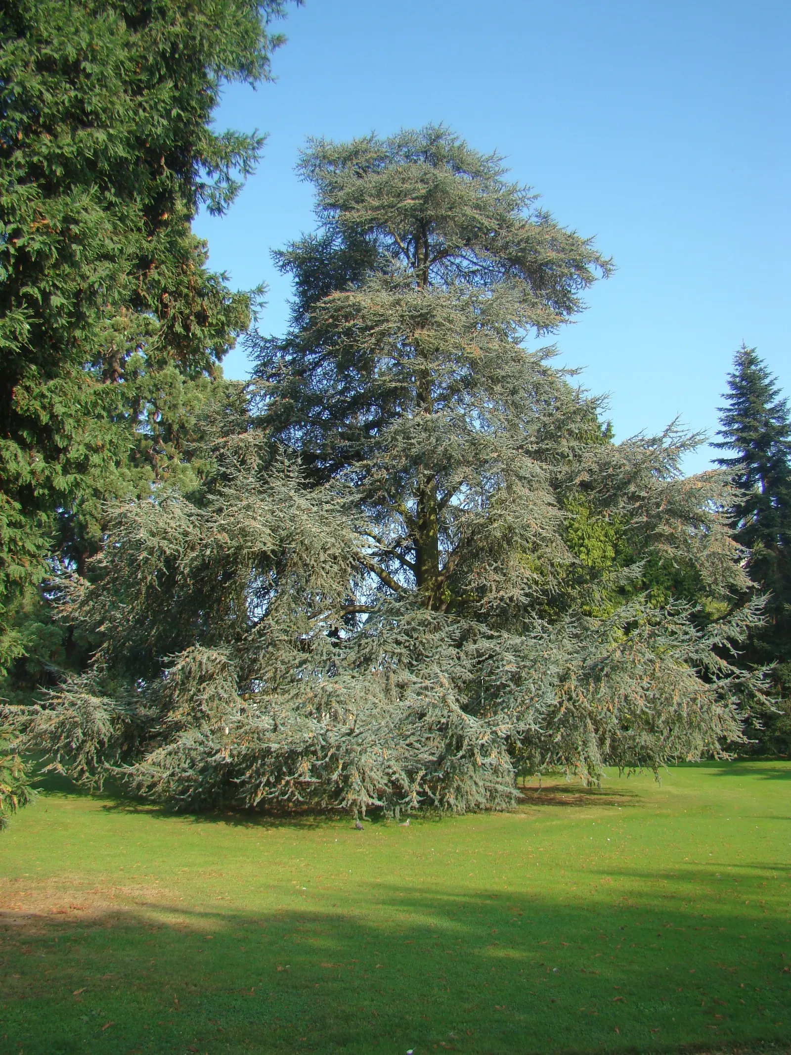 Blue Atlas Cedar (Cedrus Atlantica 'Glauca') — It requires full sun and well-drained soil, and is drought-tolerant once established