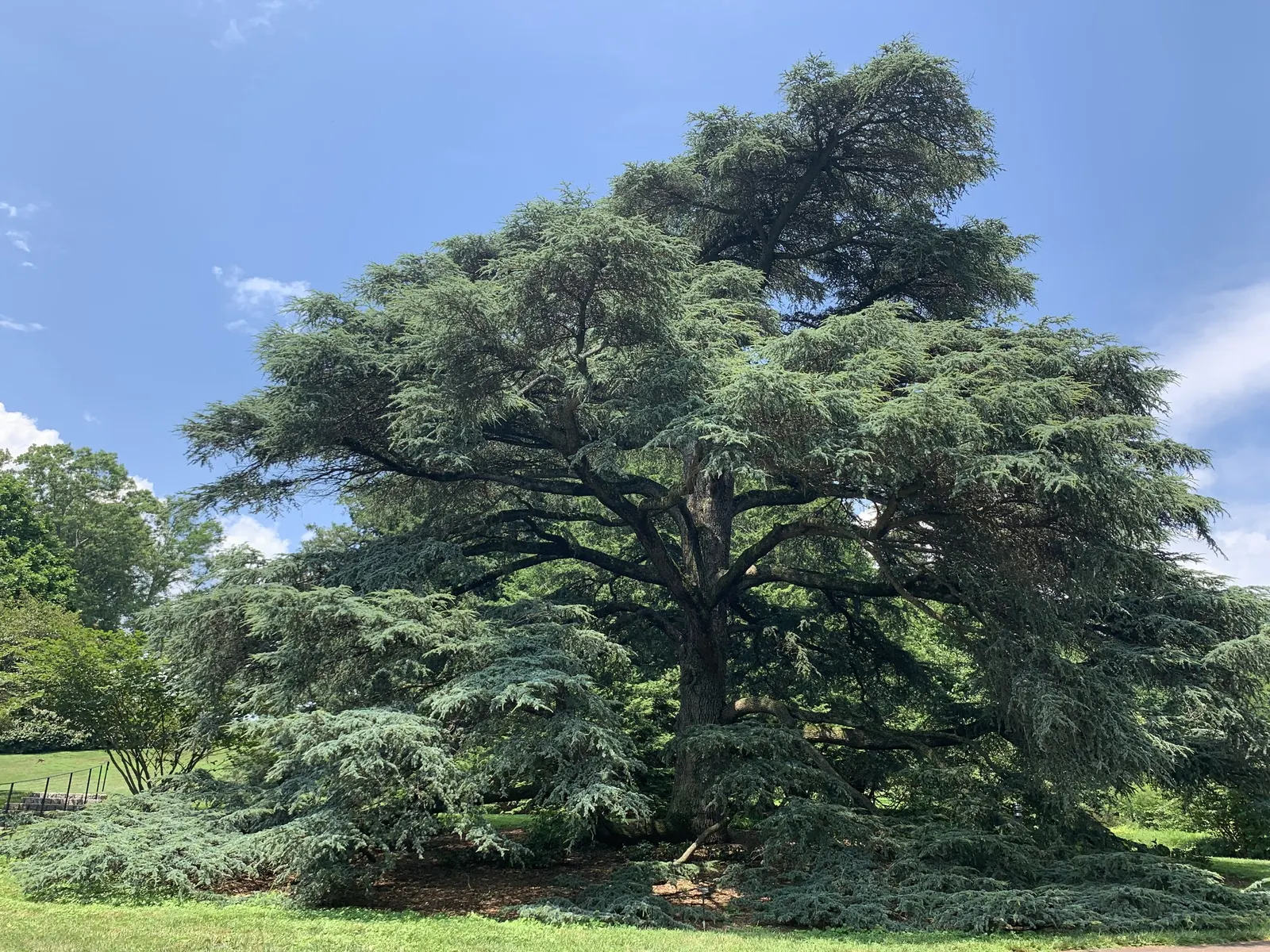 Blue Atlas Cedar (Cedrus Atlantica 'Glauca') — natural shape is showcased