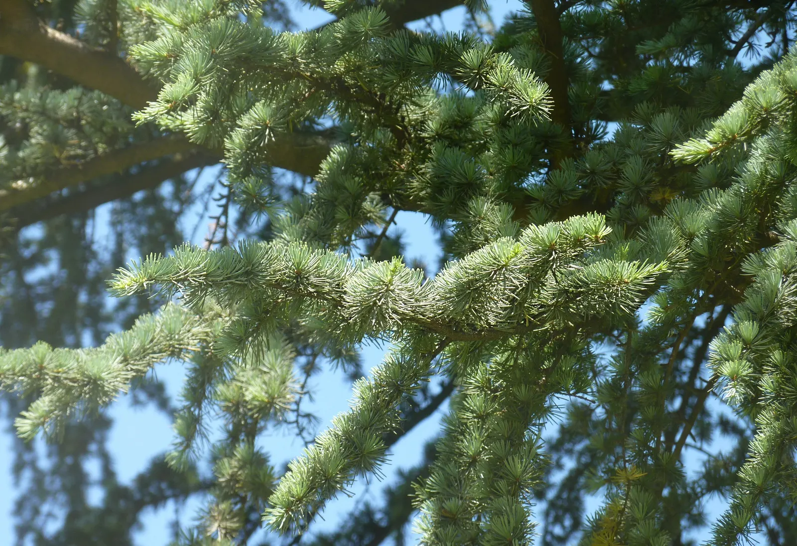 Blue Atlas Cedar (Cedrus Atlantica 'Glauca') — Its pyramidal form makes it an excellent focal point in landscapes