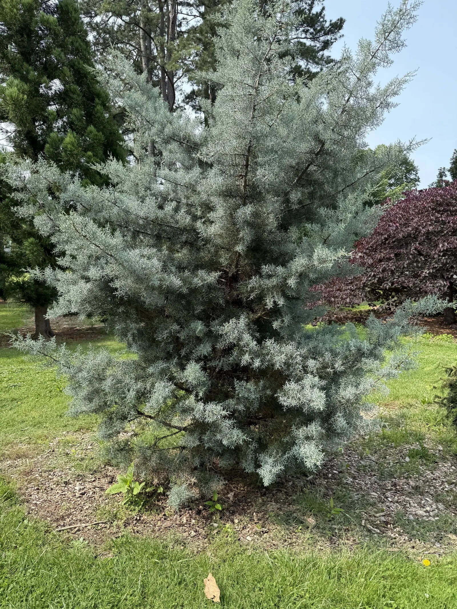 Blue Atlas Cedar (Cedrus Atlantica 'Glauca') — it offers a commanding presence in any landscape