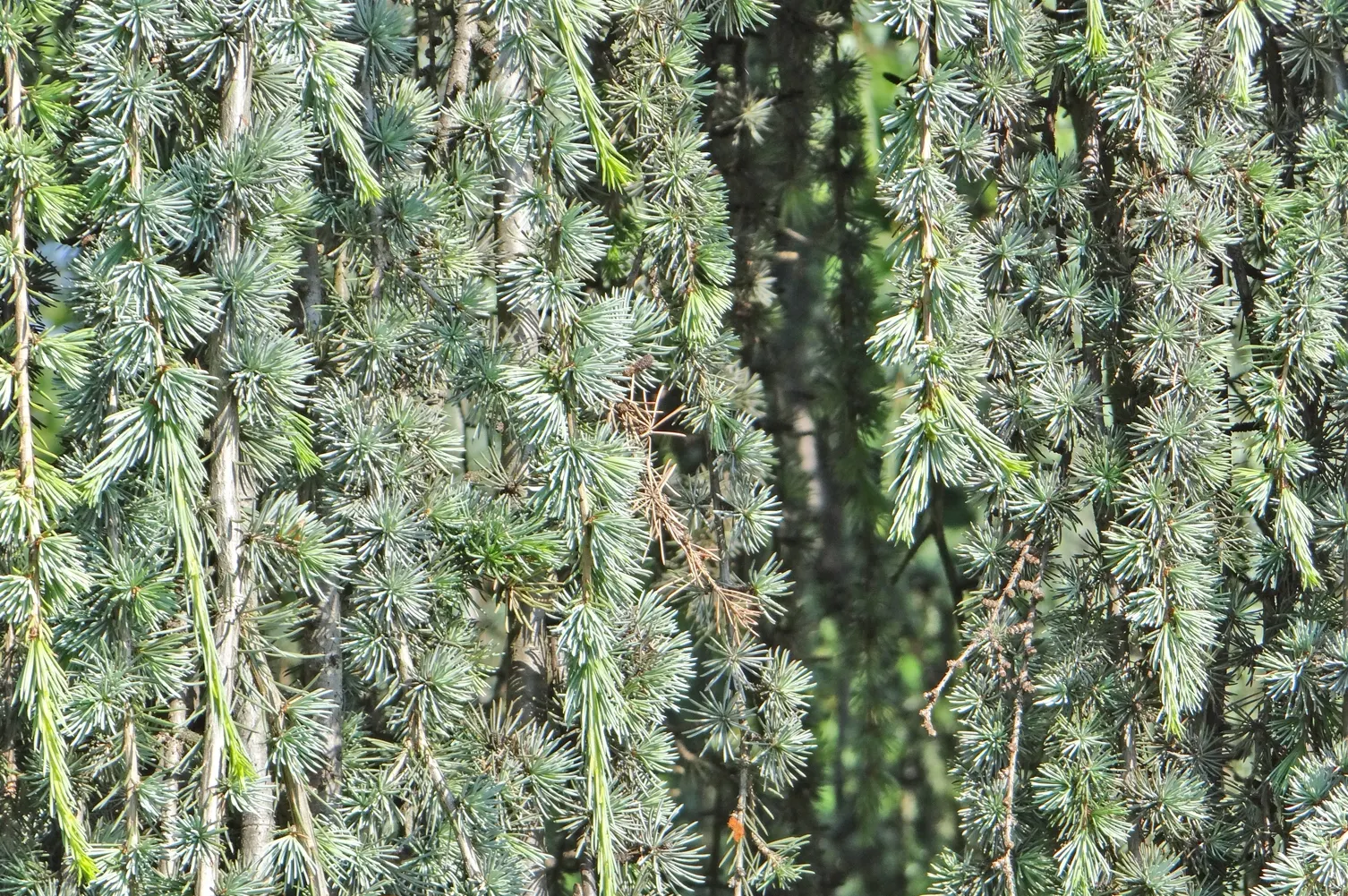 Blue Atlas Cedar (Cedrus Atlantica 'Glauca') — The Blue Atlas Cedar (Cedrus atlantica 'Glauca') is a striking conifer with silvery-blue evergreen needles; its