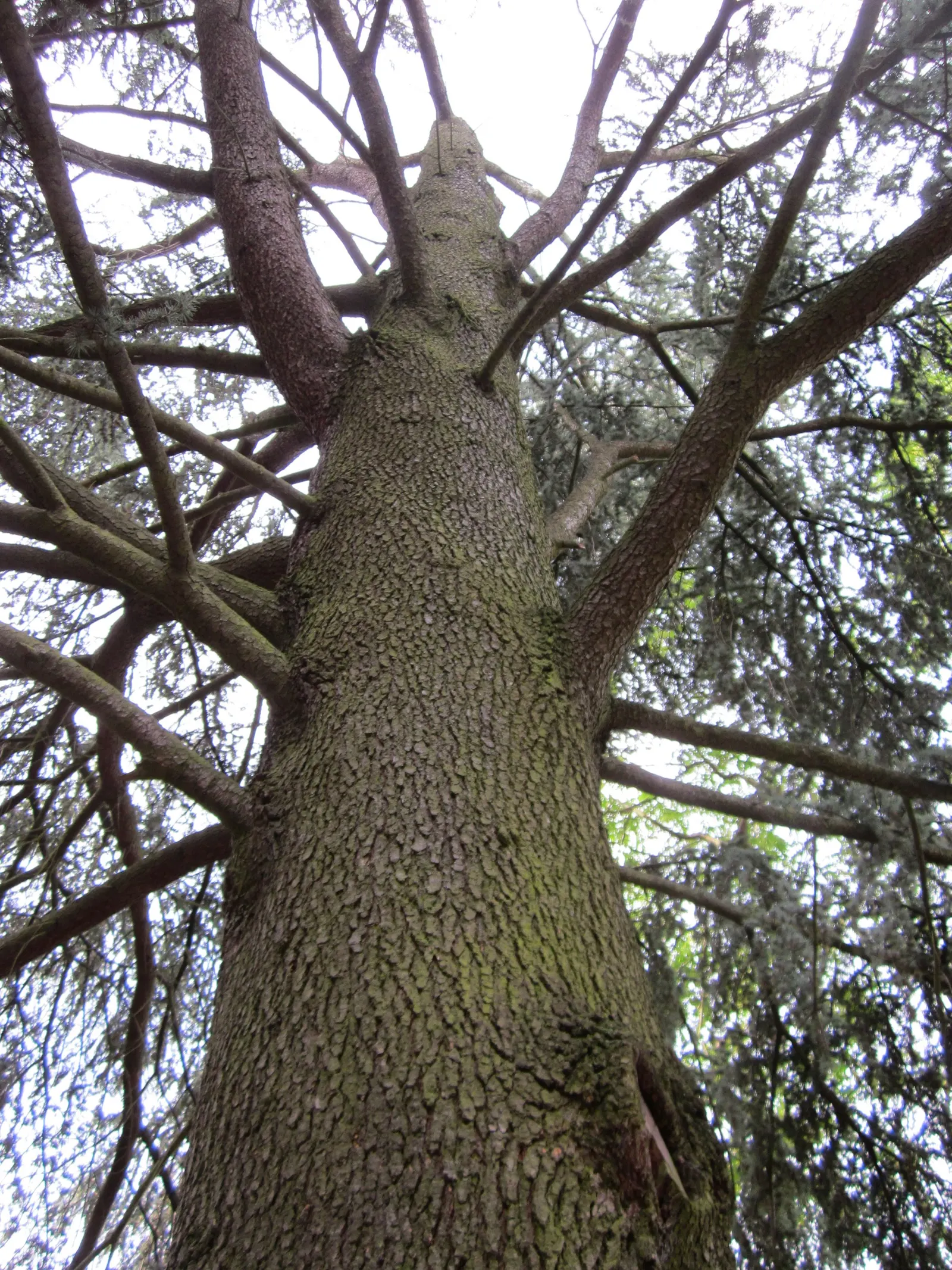Blue Atlas Cedar (Cedrus Atlantica 'Glauca') — eventually becoming more open and flat-topped with age.<br><br>As a landscape architect
