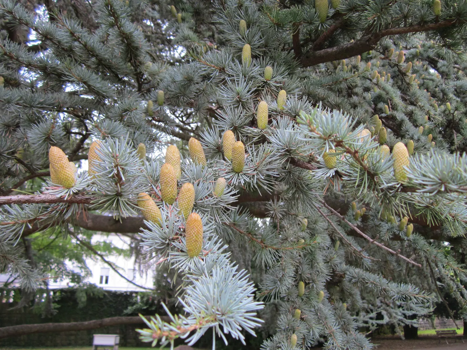 Blue Atlas Cedar (Cedrus Atlantica 'Glauca') — This pyramidal tree commands attention and respect with its dense; making it an excellent selection for clients