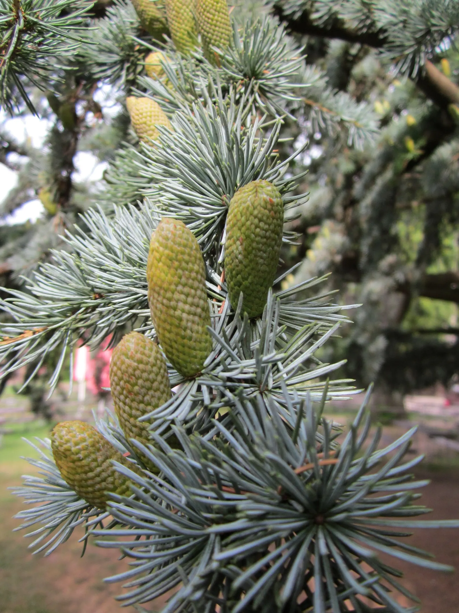 Blue Atlas Cedar (Cedrus Atlantica 'Glauca') — coniferous evergreen renowned for its striking blue-grey needles and its bold; <br><br>When instructing your