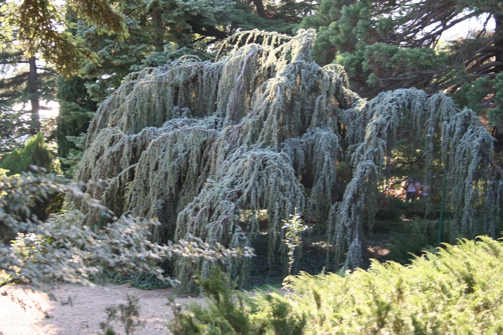 Blue Atlas Cedar (Cedrus Atlantica 'Glauca') — This majestic tree reaches up to 40-60 feet tall and 30-40 feet wide at maturity; horizontally tiered branches