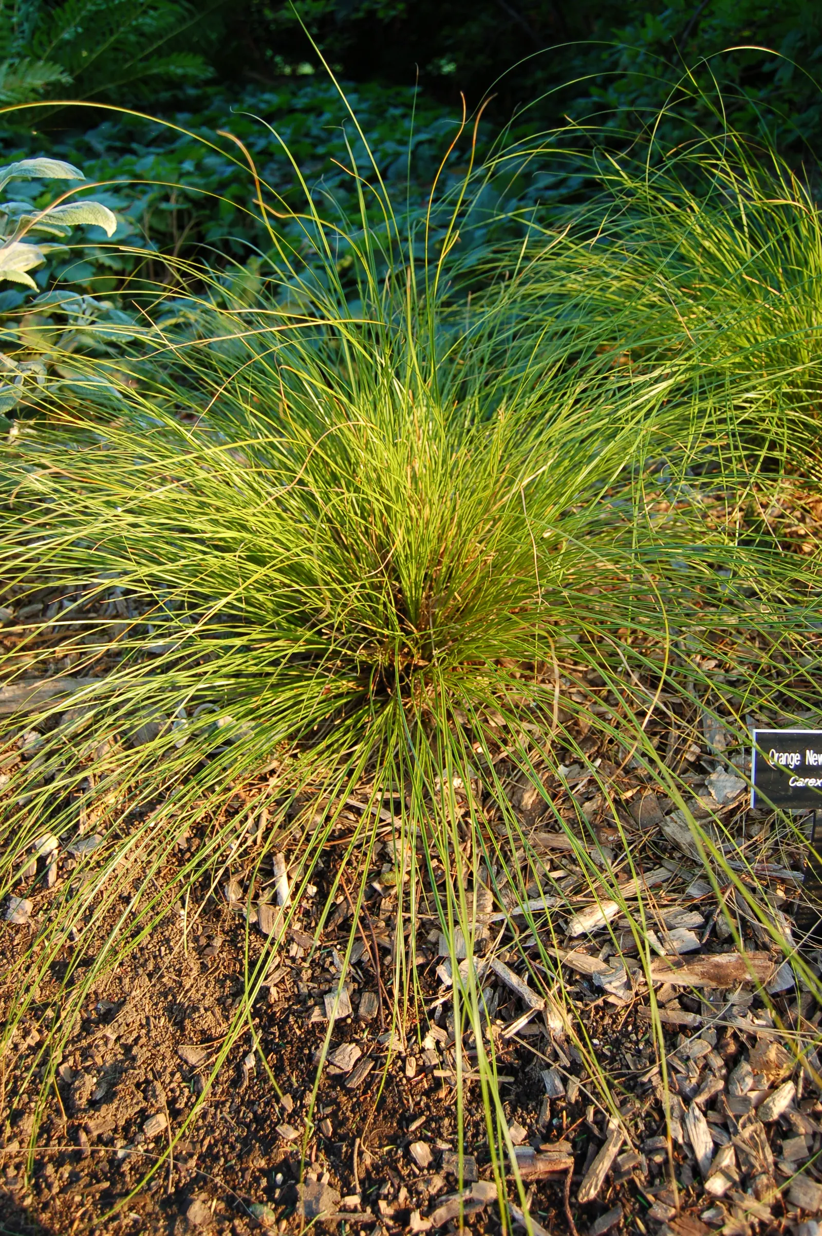 Orange Or Brown Sedge (Carex Testacea) — which deepens with exposure to full sunlight