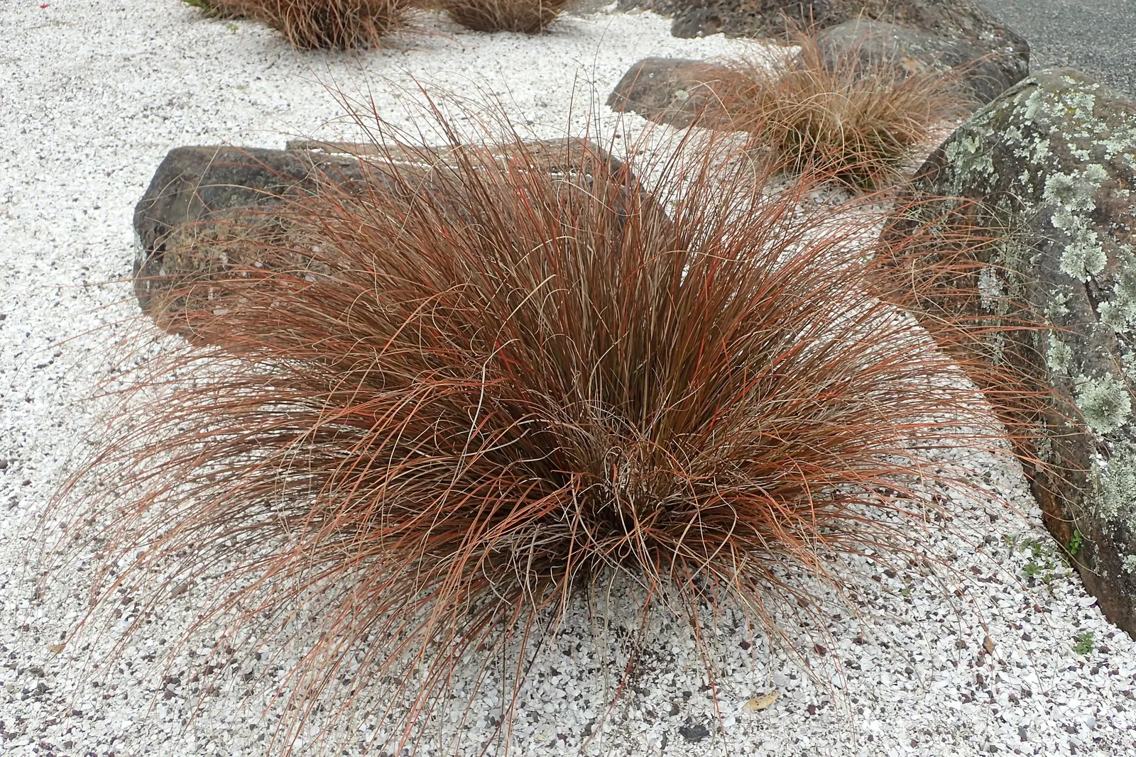Orange Or Brown Sedge (Carex Testacea) — starting out olive green and maturing to a striking copper-orange hue