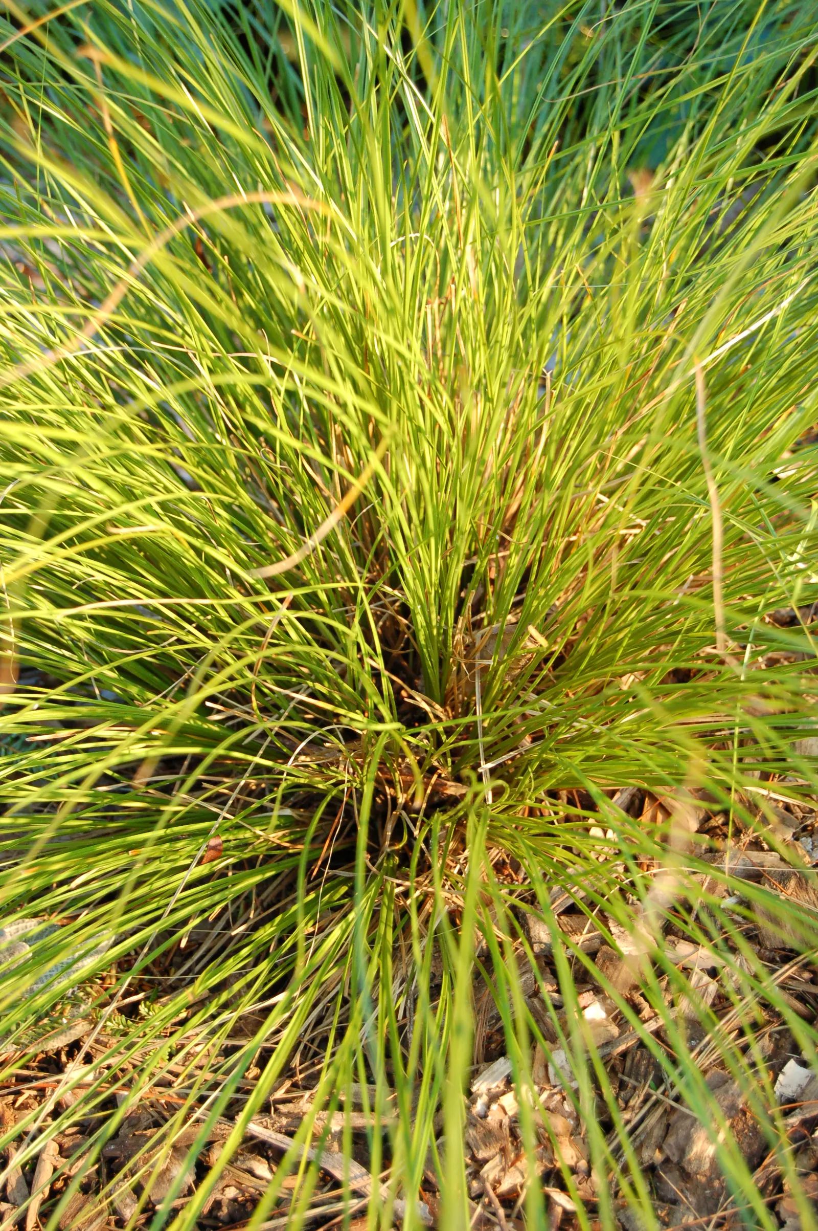 Orange Or Brown Sedge (Carex Testacea) — but an occasional trim can help maintain its compact