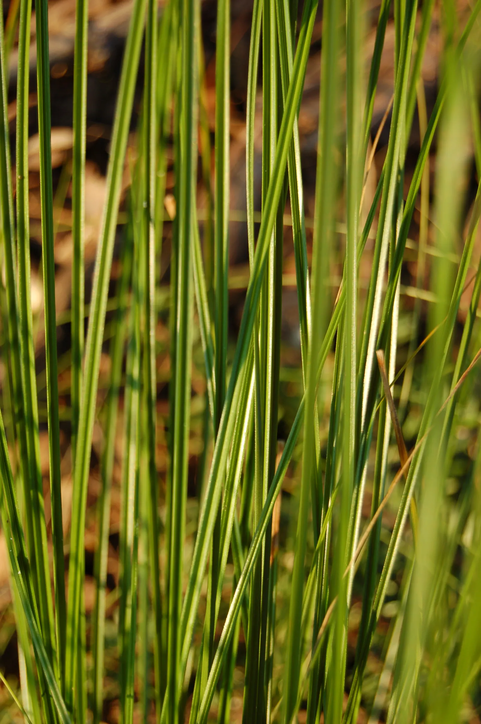 Orange Or Brown Sedge (Carex Testacea) — It is relatively drought-tolerant once established and requires moderate watering