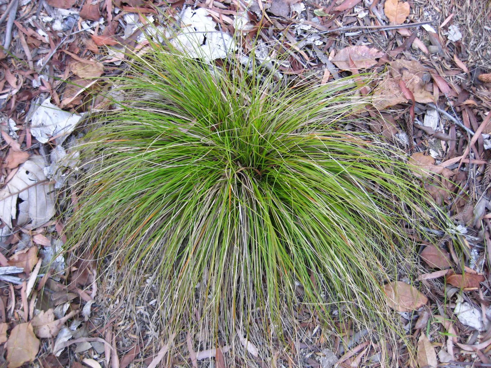 Orange Or Brown Sedge (Carex Testacea) — arching habit and reaches an approximate height of 18 to 24 inches with a spread of up to 24 inches