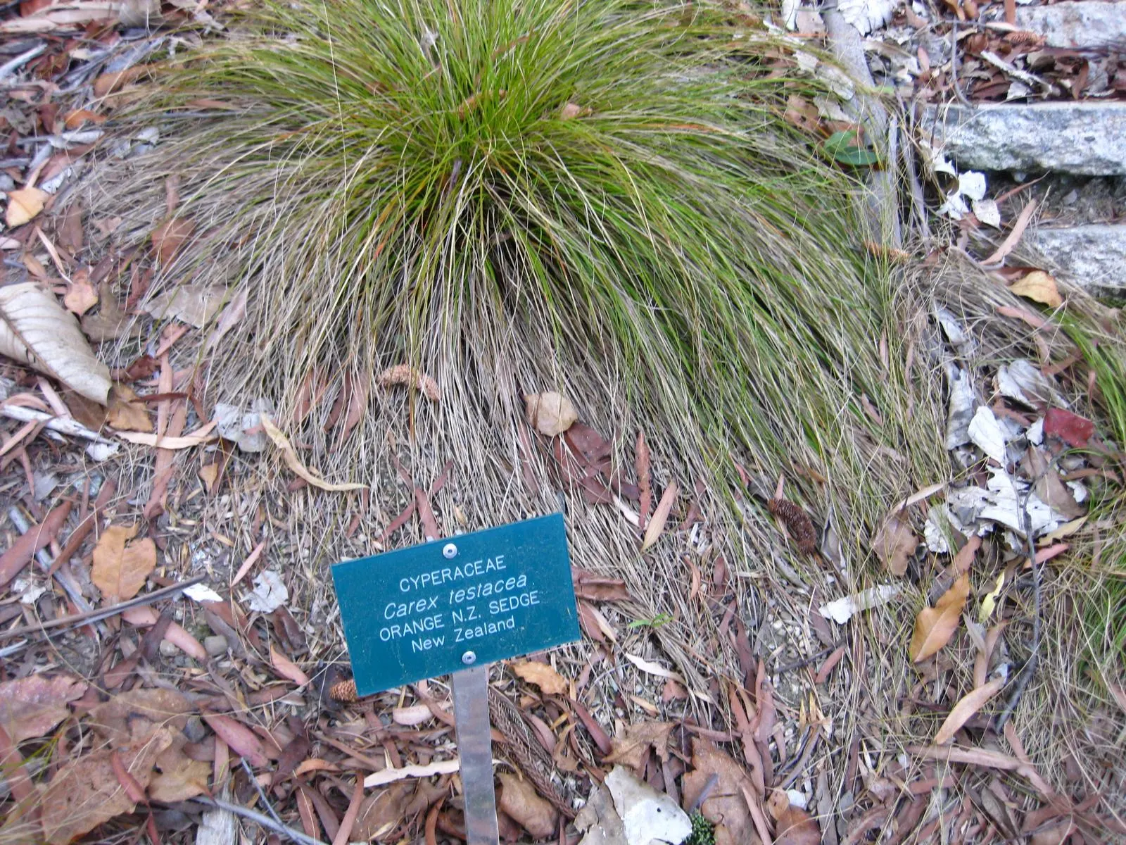 Orange Or Brown Sedge (Carex Testacea) — This evergreen perennial has a graceful
