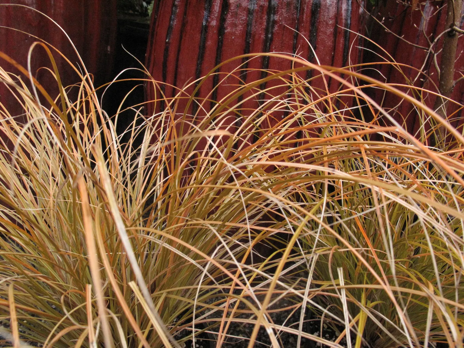Orange Or Brown Sedge (Carex Testacea) — though it prefers well-draining