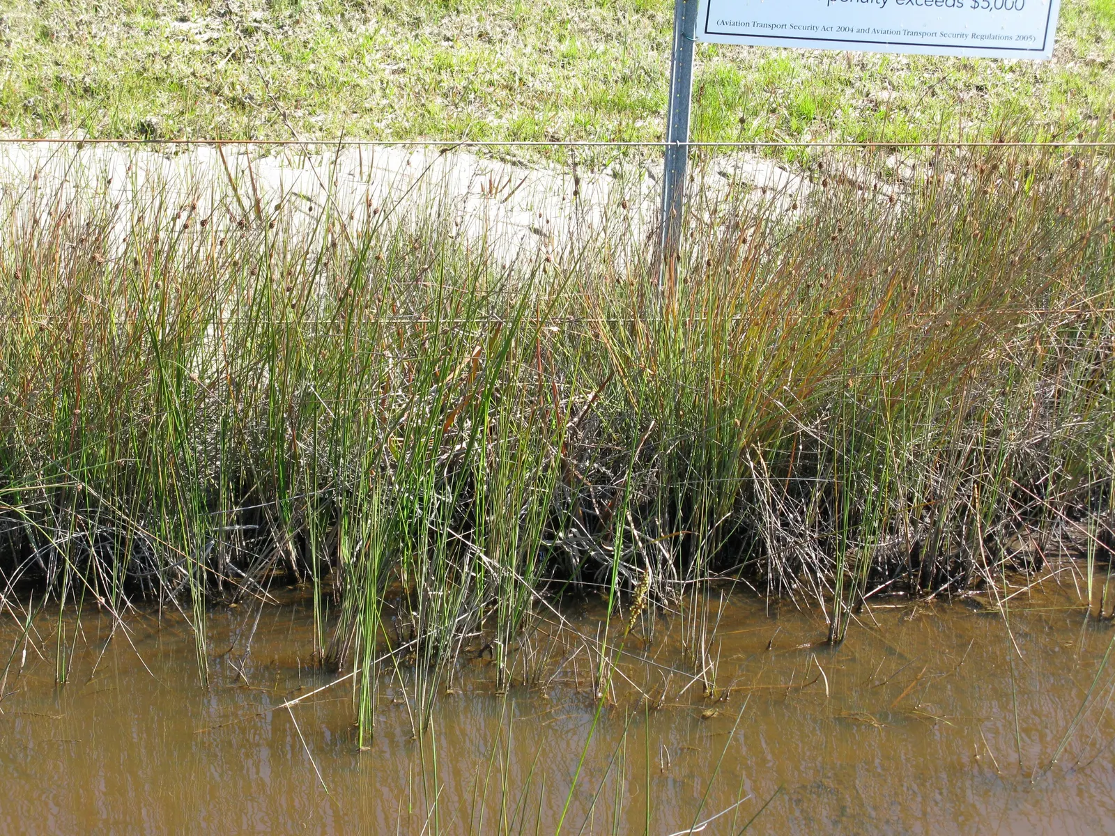 Orange Or Brown Sedge (Carex Testacea) — Thriving in zones 6-9, it reaches 18-24 inches in height and 24 inches in width