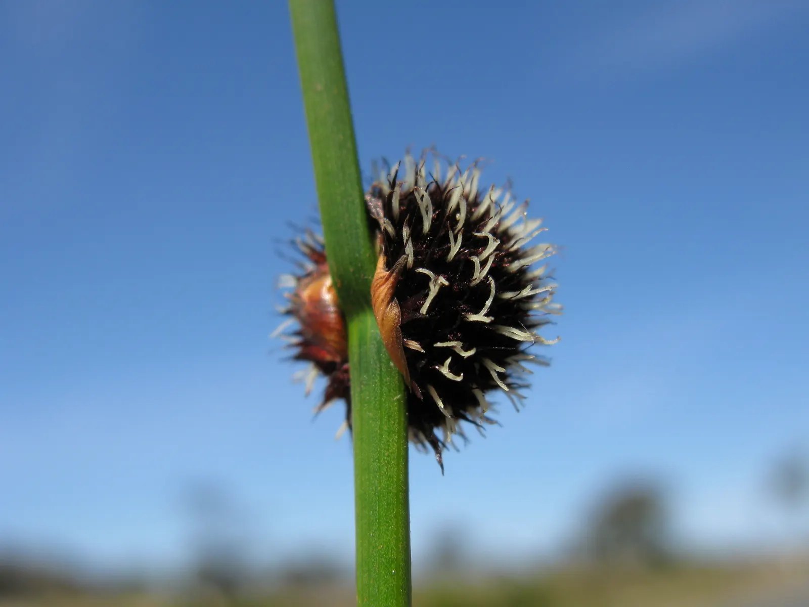 Orange Or Brown Sedge (Carex Testacea) — is a graceful ornamental grass with fine