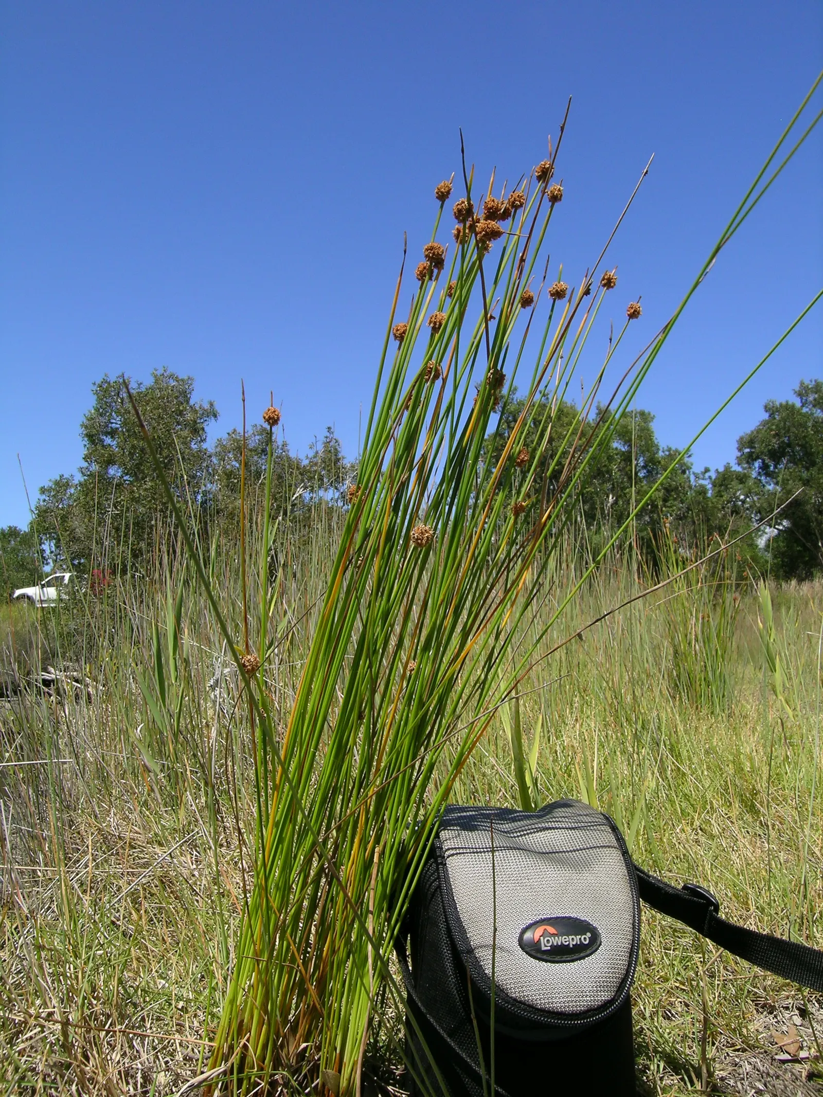 Orange Or Brown Sedge (Carex Testacea) — especially useful in water-conservation landscapes
