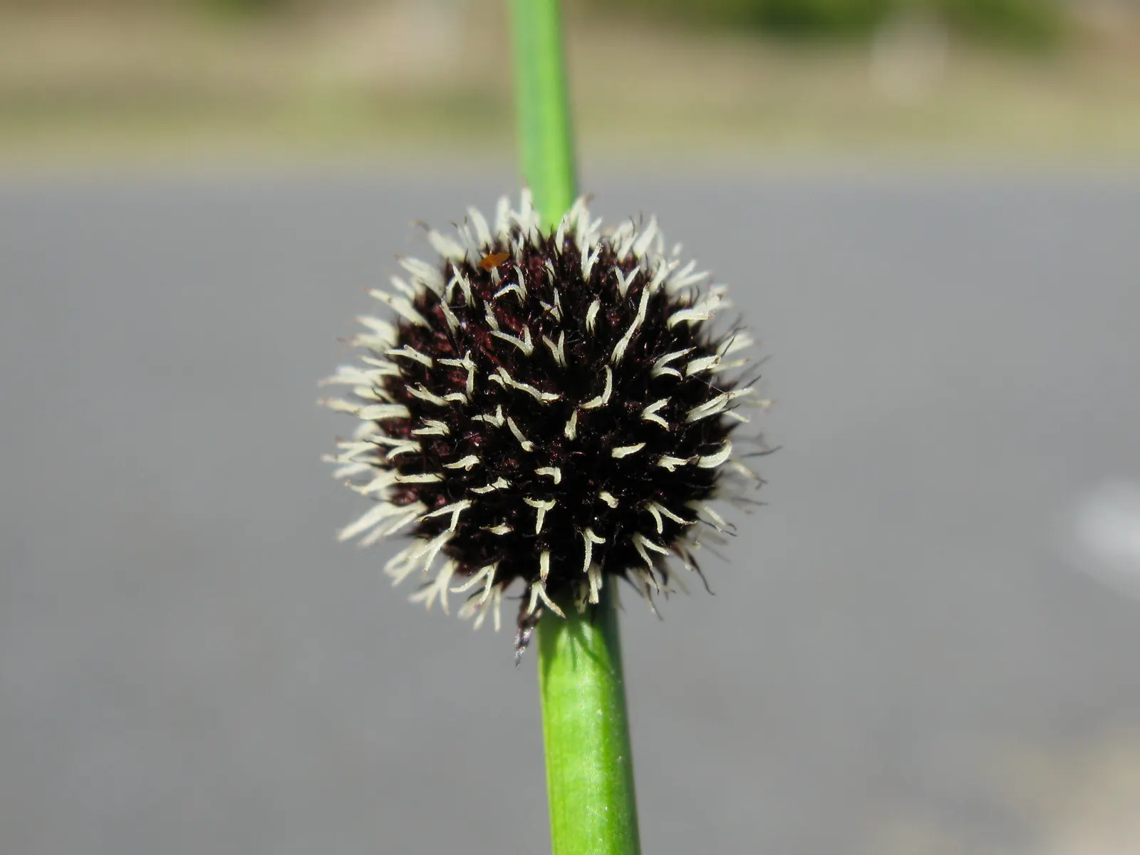 Orange Or Brown Sedge (Carex Testacea) — is an ornamental grass that adds a vibrant and fine-textured element to any landscape design