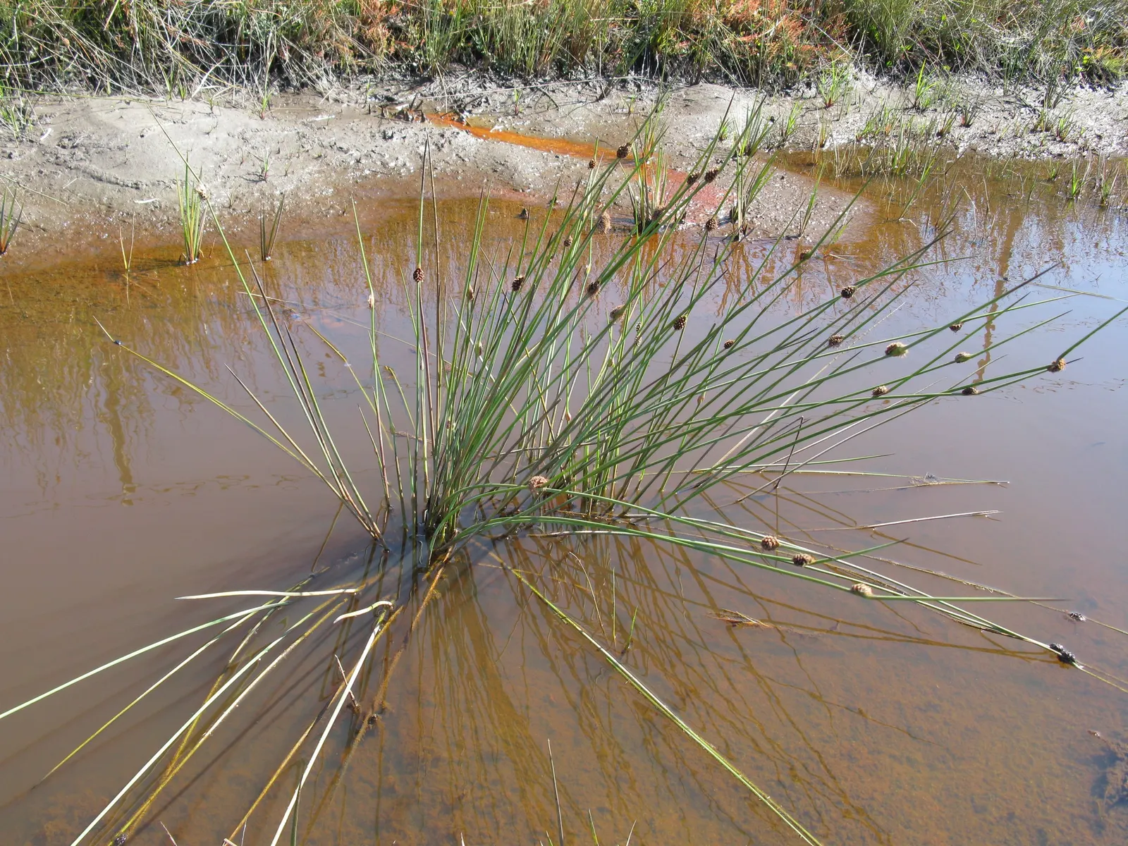Orange Or Brown Sedge (Carex Testacea) — commonly known as Orange or Brown Sedge