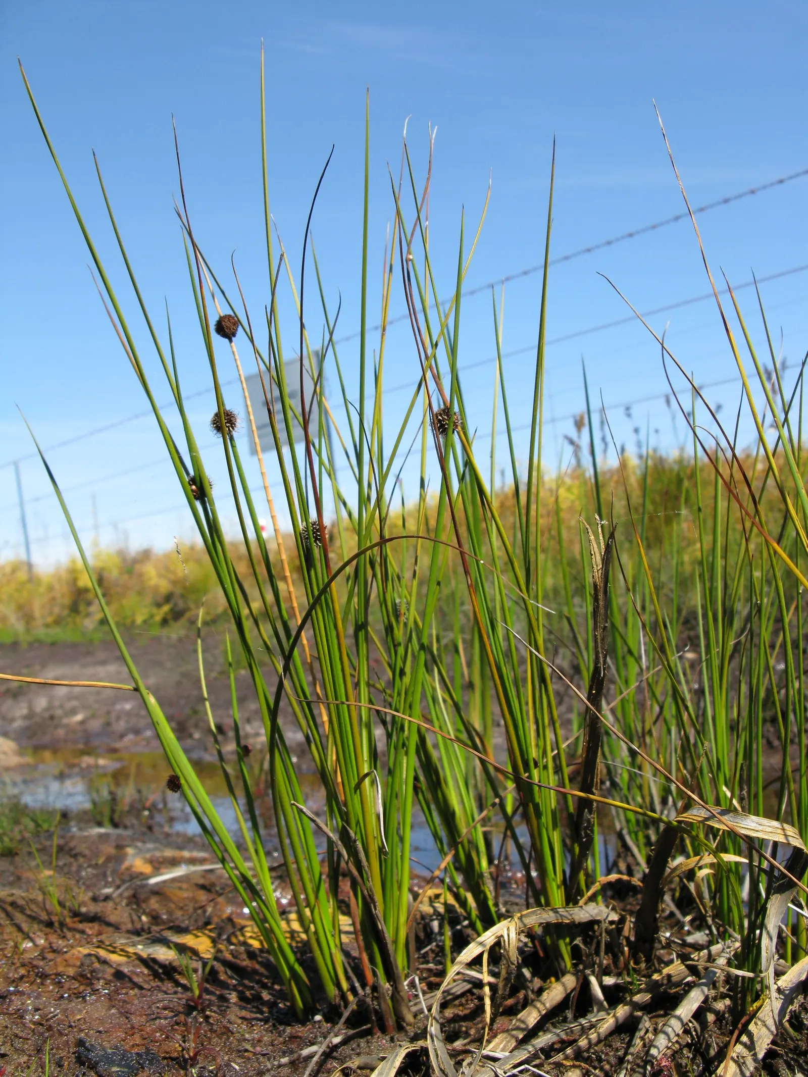 Orange Or Brown Sedge (Carex Testacea) — Ideal for mass planting, it prefers well-drained soil and full to partial sun
