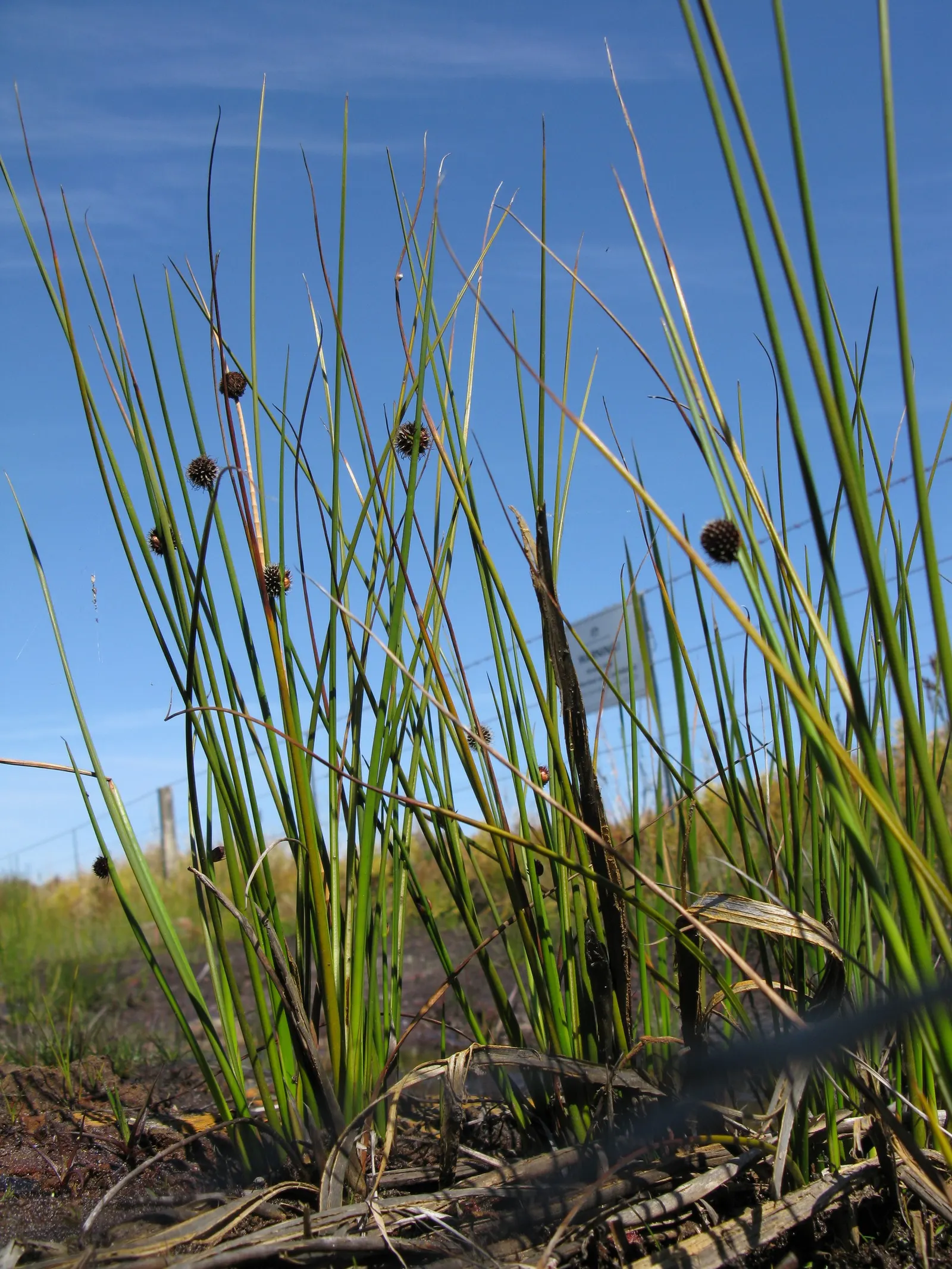 Orange Or Brown Sedge (Carex Testacea) — Orange Sedge thrives in a variety of soil types