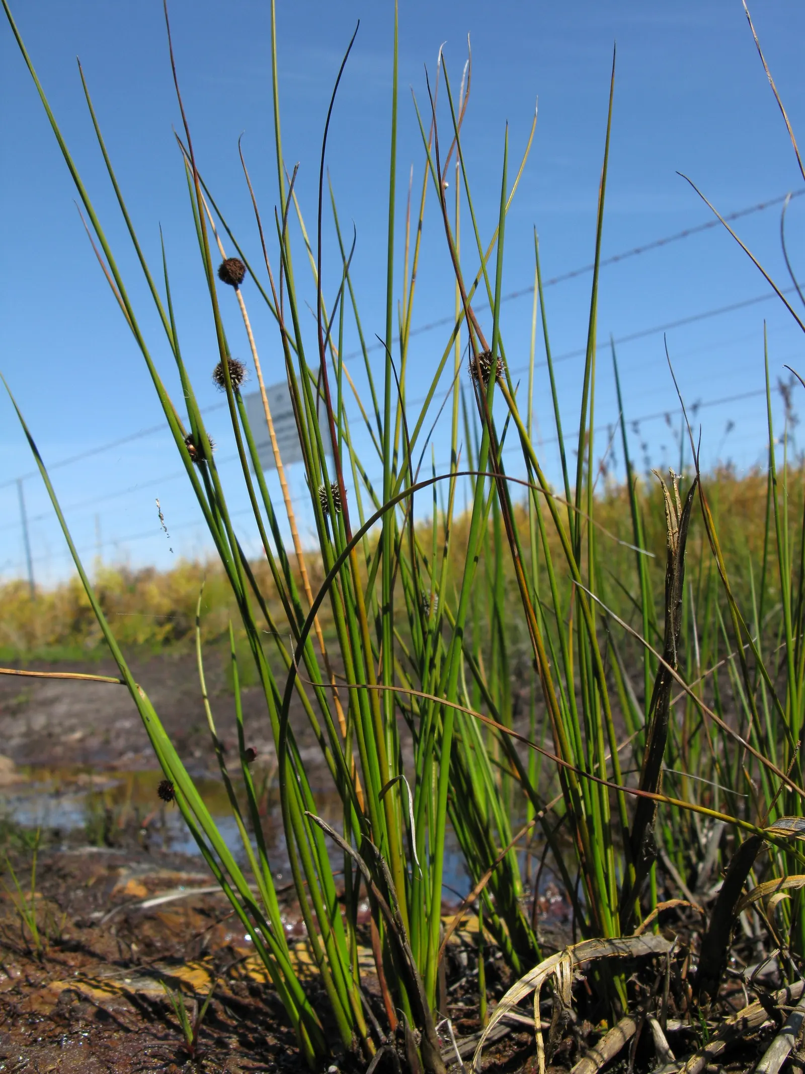 Orange Or Brown Sedge (Carex Testacea) — Its foliage is truly distinctive