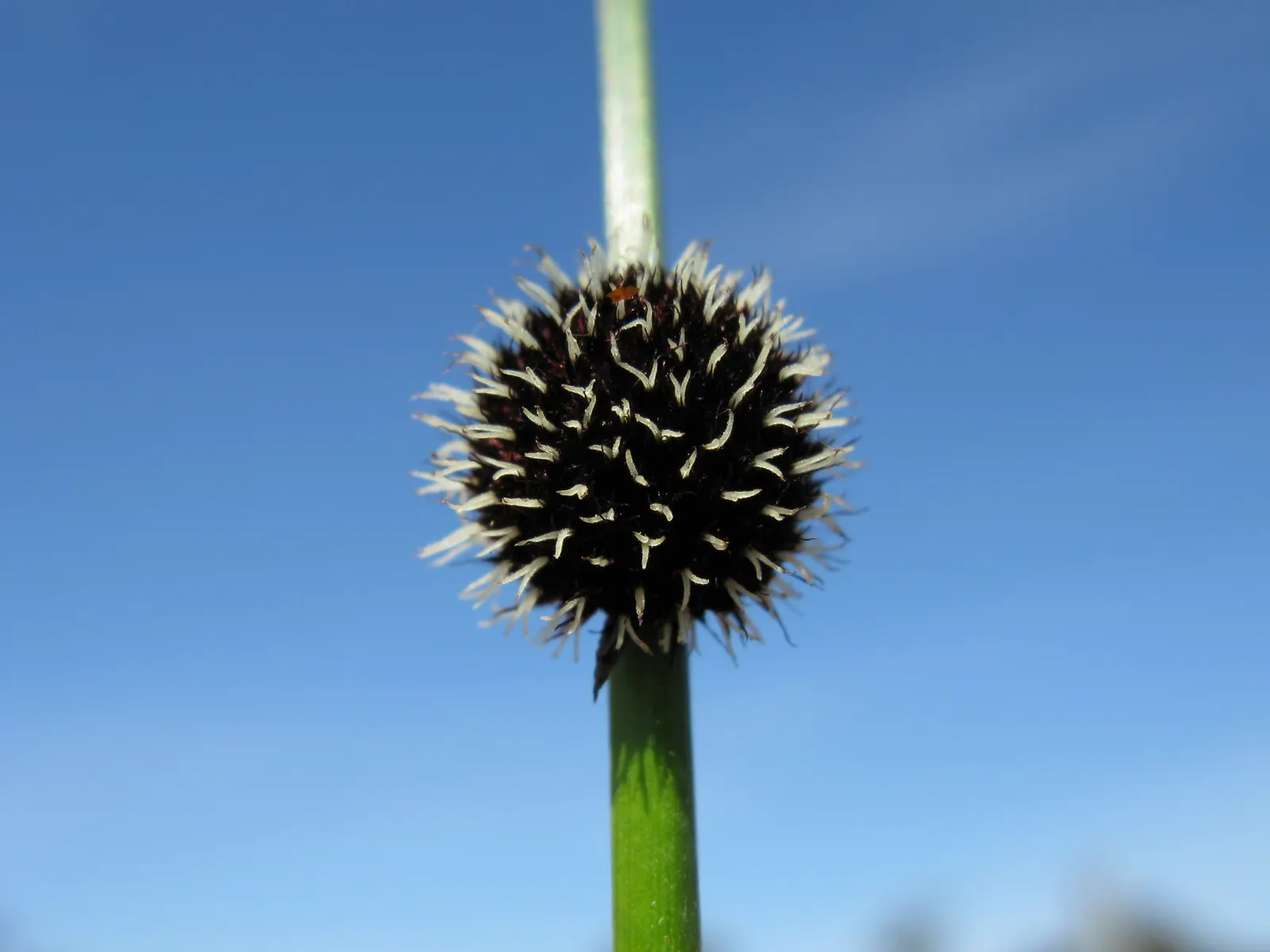 Orange Or Brown Sedge (Carex Testacea) — arching olive-green leaves that turn a striking orange-brown hue in fall