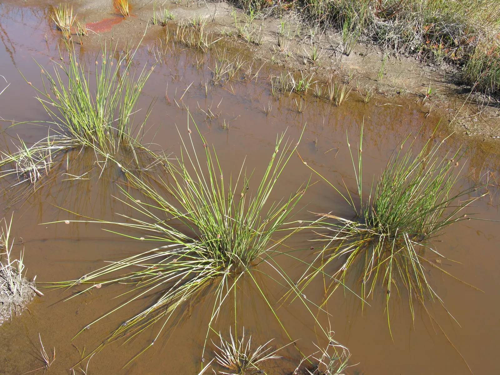 Orange Or Brown Sedge (Carex Testacea) — Its texture adds contrast to gardens and is drought tolerant once established