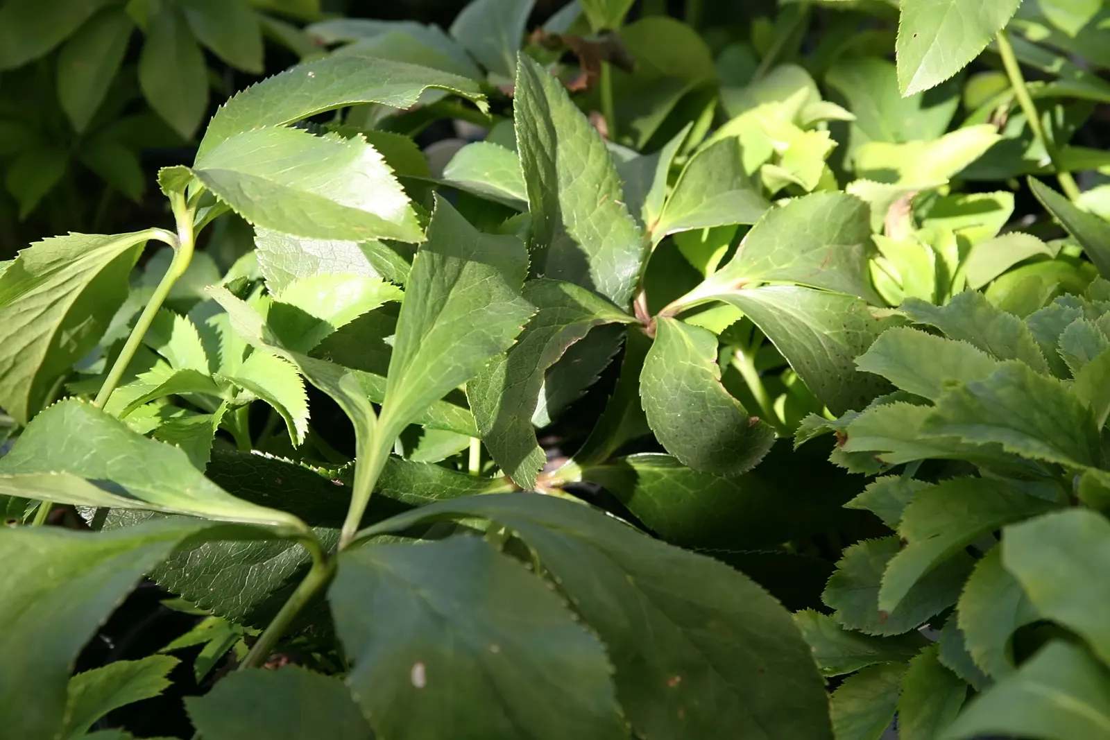 Lenten Rose Cultivars (Helleborus Orientalis Cvs.) — Their leathery, evergreen leaves provide year-round interest