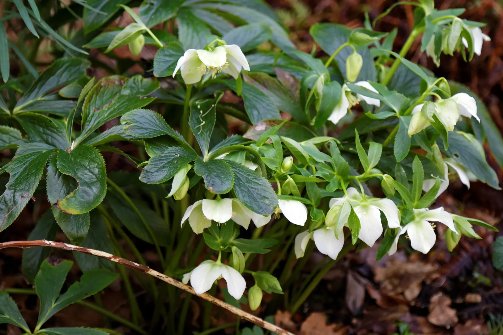 Lenten Rose Cultivars (Helleborus Orientalis Cvs.) — The Lenten Rose (Helleborus orientalis cvs.) is an esteemed perennial