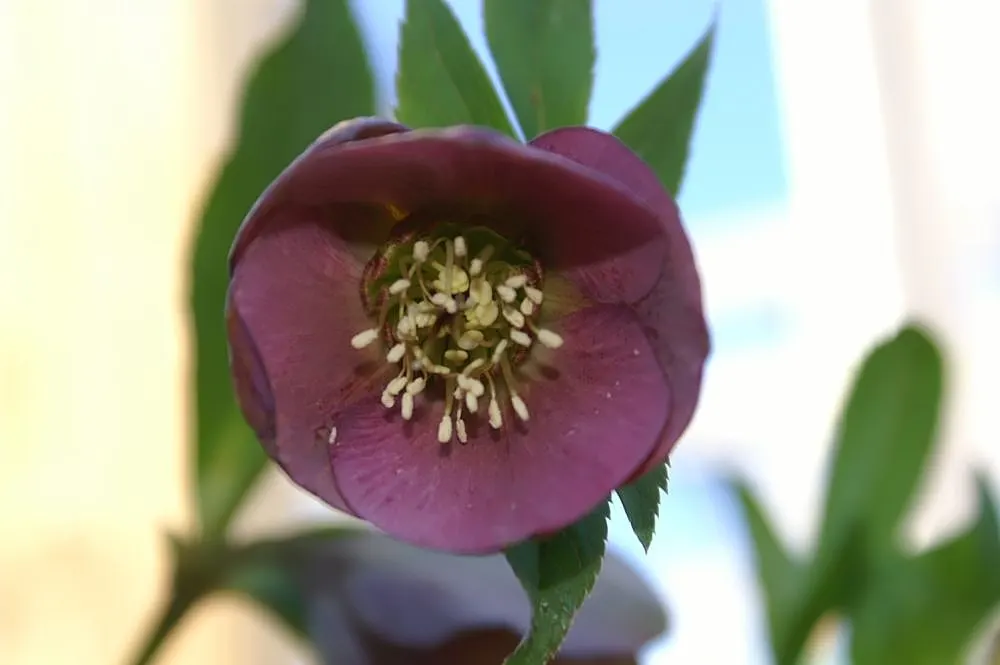 Lenten Rose Cultivars (Helleborus Orientalis Cvs.) — they prefer dappled shade and well-drained soil
