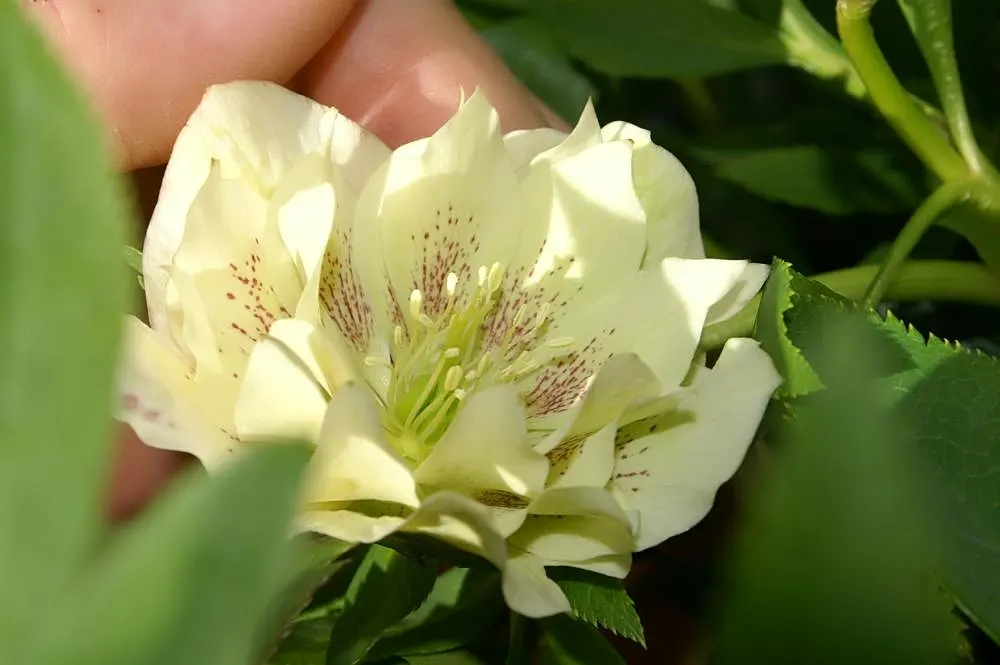 Lenten Rose Cultivars (Helleborus Orientalis Cvs.) — reaching 18-24 inches in height and spread