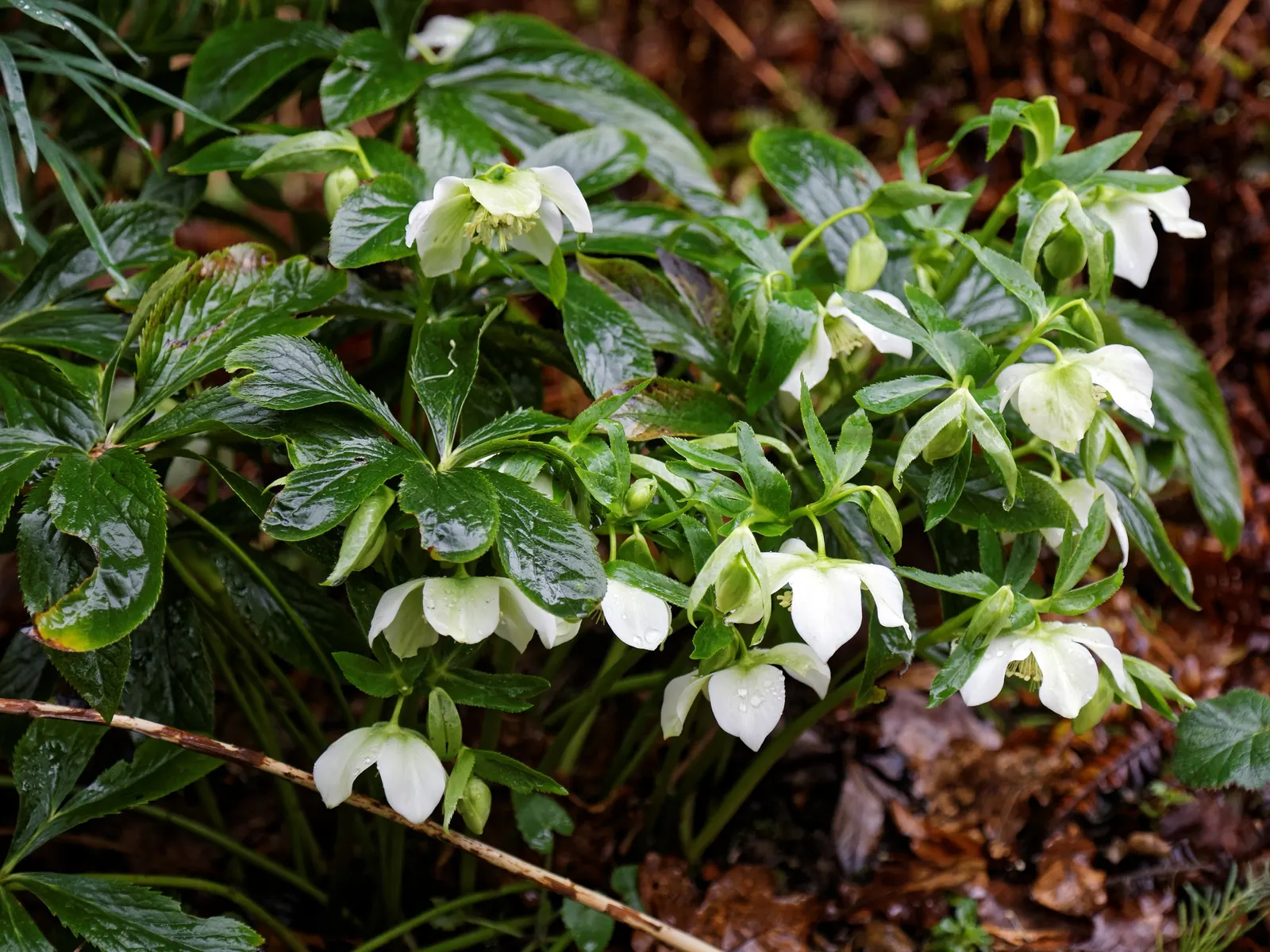 Lenten Rose Cultivars (Helleborus Orientalis Cvs.) — blooming early in shades of cream