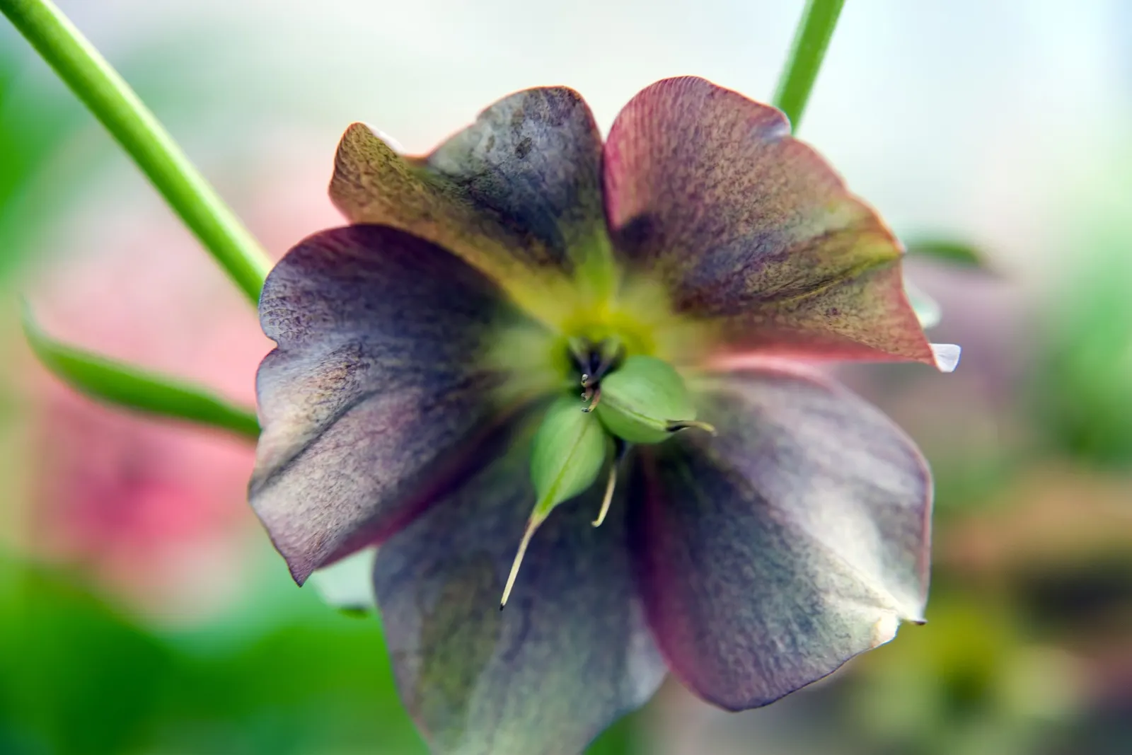 Lenten Rose Cultivars (Helleborus Orientalis Cvs.) — Thriving in USDA zones 4-9