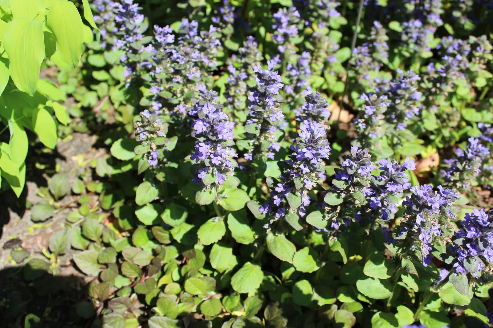 Catlin's Giant Bugleweed (Ajuga Reptans 'Catlin's Giant') — Catlin's Giant Bugleweed (Ajuga reptans 'Catlin's Giant') is a vigorous perennial groundcover