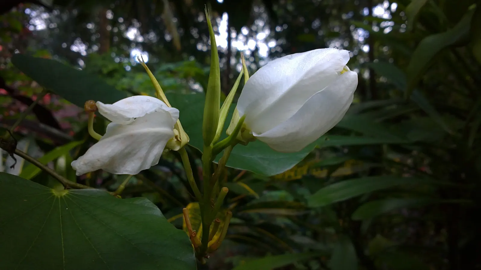 White Orchid Tree (Bauhinia Variegata 'Candida') — This floral show can last for several weeks