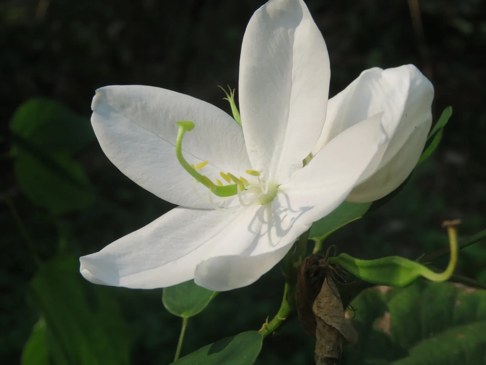 White Orchid Tree (Bauhinia Variegata 'Candida') — tropical flair to landscapes with its heart-shaped leaves and prolific spring bloom; are composed of five