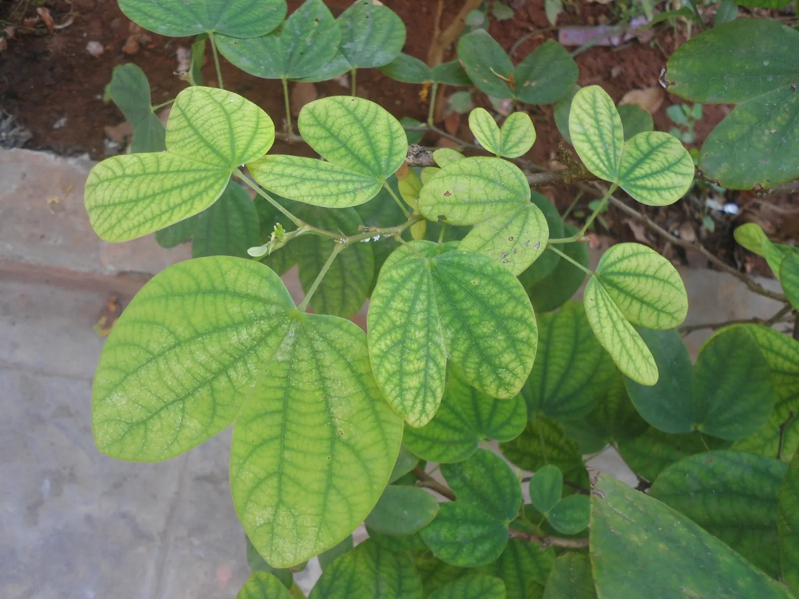 White Orchid Tree (Bauhinia Variegata 'Candida') — exhibits drought tolerance; consider the White Orchid Tree's moderate growth rate and its preference for