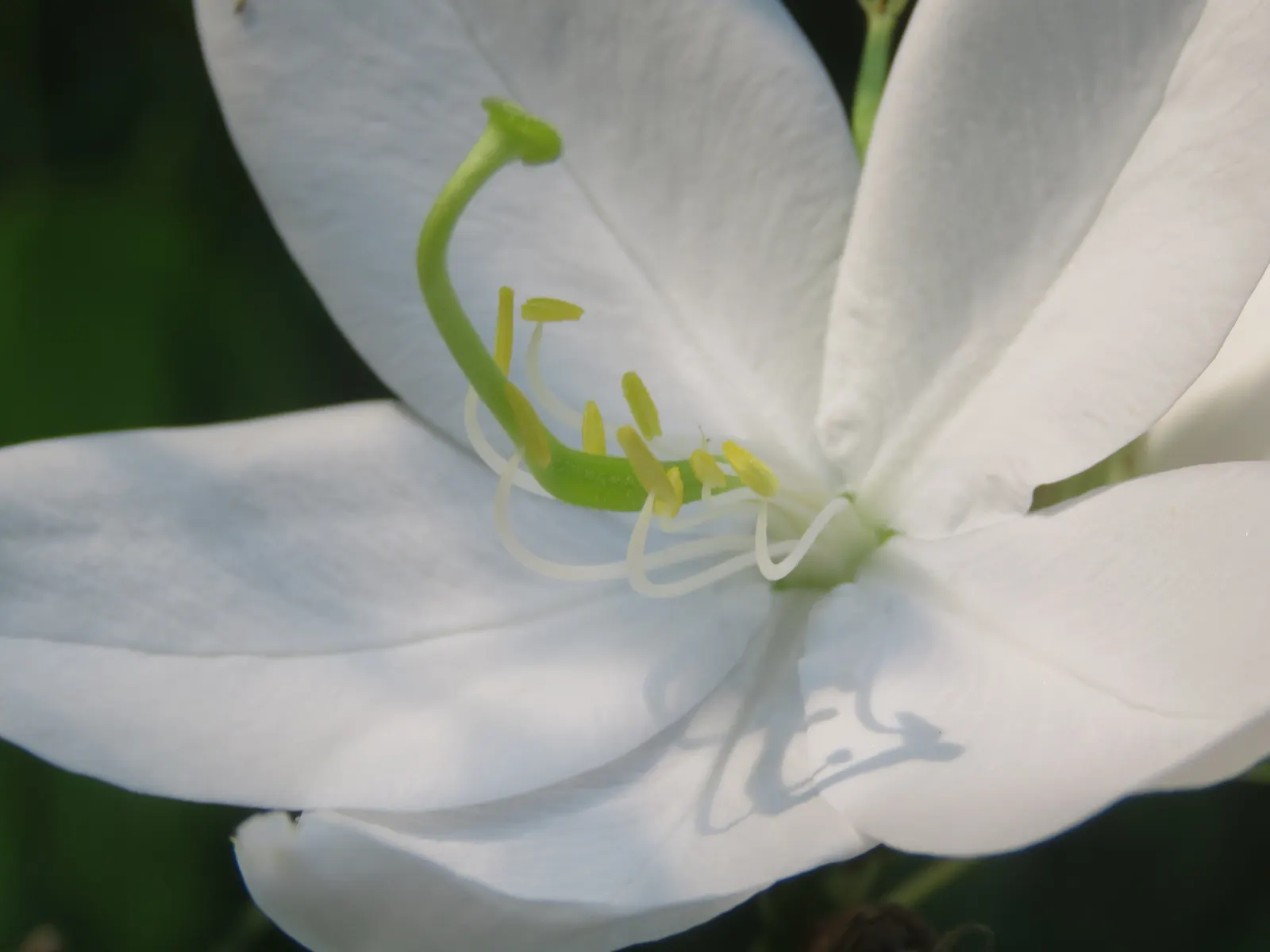 White Orchid Tree (Bauhinia Variegata 'Candida') — This low-maintenance beauty adds an elegant; scientifically known as Bauhinia variegata 'Candida'