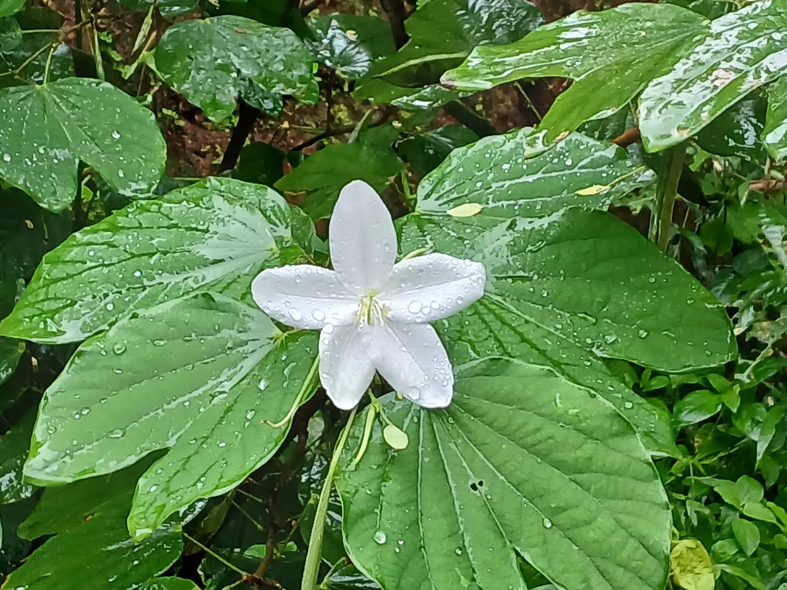 White Orchid Tree (Bauhinia Variegata 'Candida') — consider the White Orchid Tree's moderate growth rate and its preference for full sun to partial shade