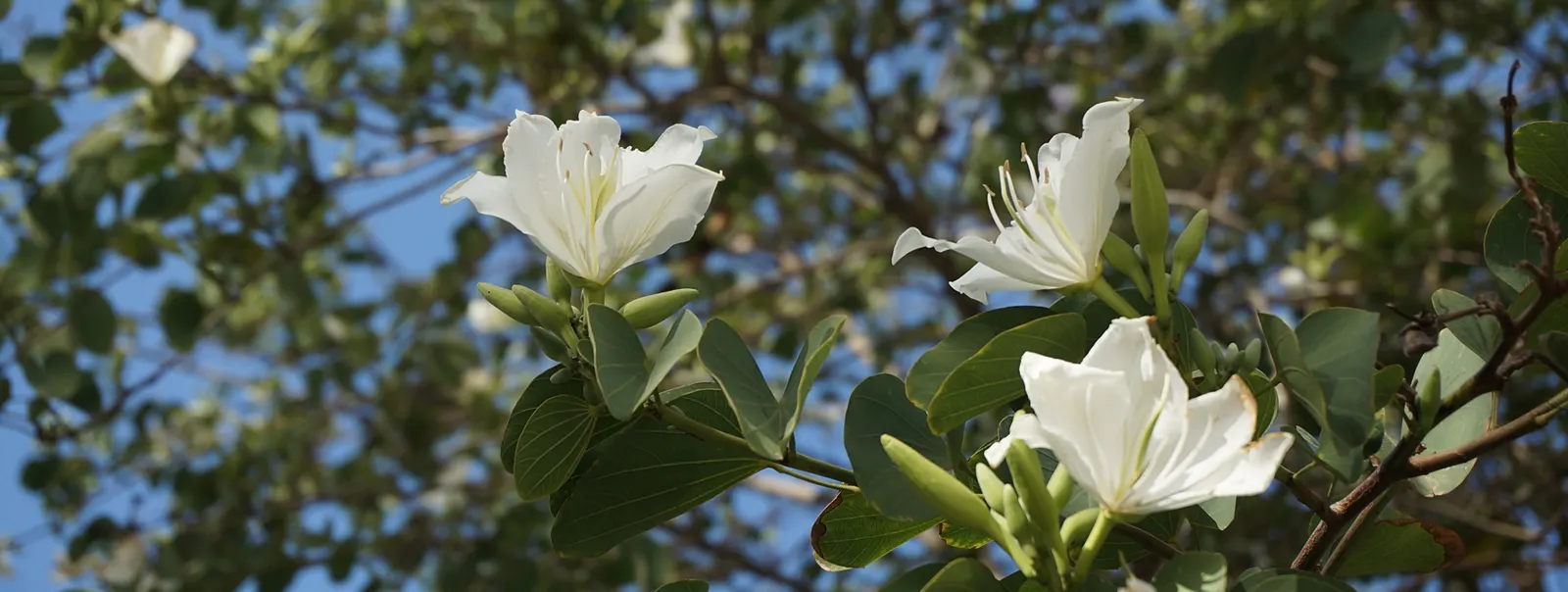 White Orchid Tree (Bauhinia Variegata 'Candida') — it is important to remind them of its potential to drop petals and seed pods; bauhinia variegata, image 95
