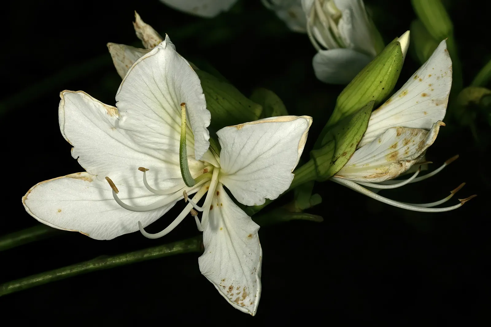 White Orchid Tree (Bauhinia Variegata 'Candida') — Hardy in USDA zones 9 to 11, it prefers well-drained soils