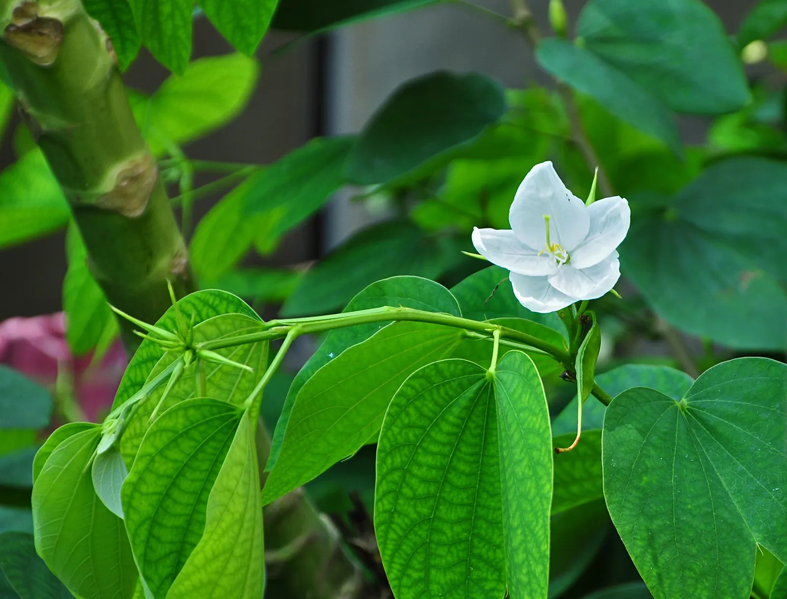 White Orchid Tree (Bauhinia Variegata 'Candida') — tree with white blooms; this floral show can last for several weeks