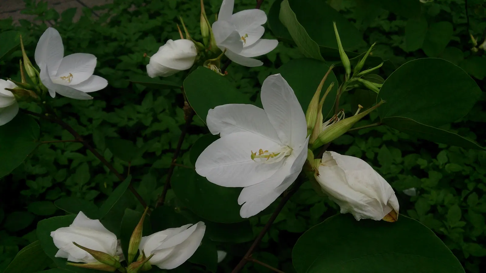 White Orchid Tree (Bauhinia Variegata 'Candida') — which may require some seasonal cleanup; when presenting this tree to the client