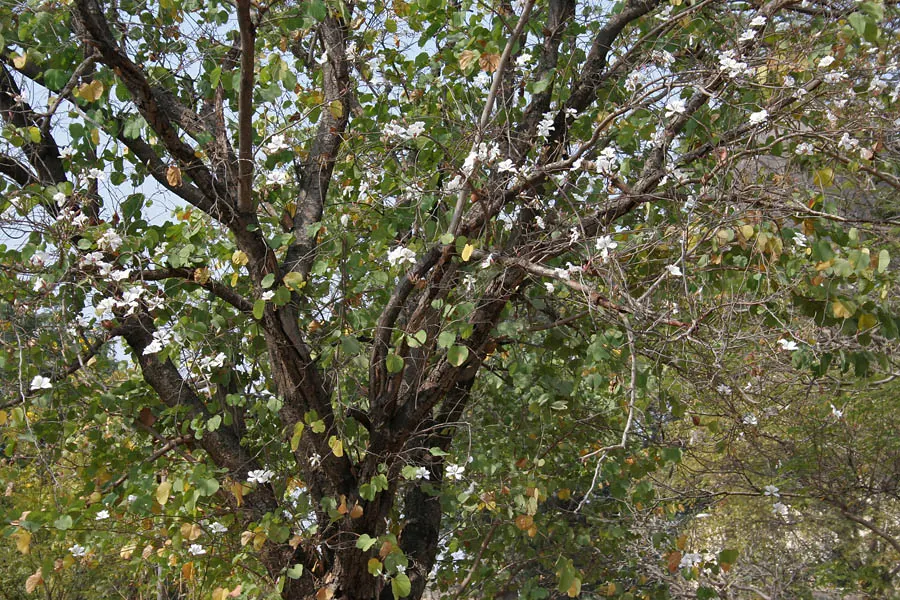 White Orchid Tree (Bauhinia Variegata 'Candida') — white flowers in the garden; is a captivating specimen that offers both aesthetic charm and, image 98