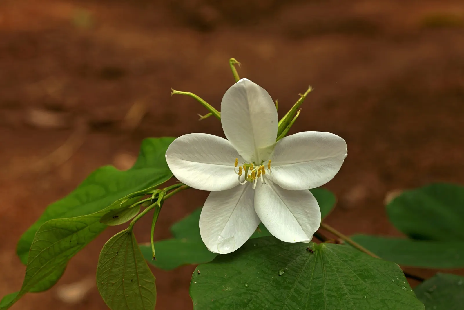 White Orchid Tree (Bauhinia Variegata 'Candida') — Hardy in USDA zones 9 to 11, it prefers well-drained soils; tree for full or half