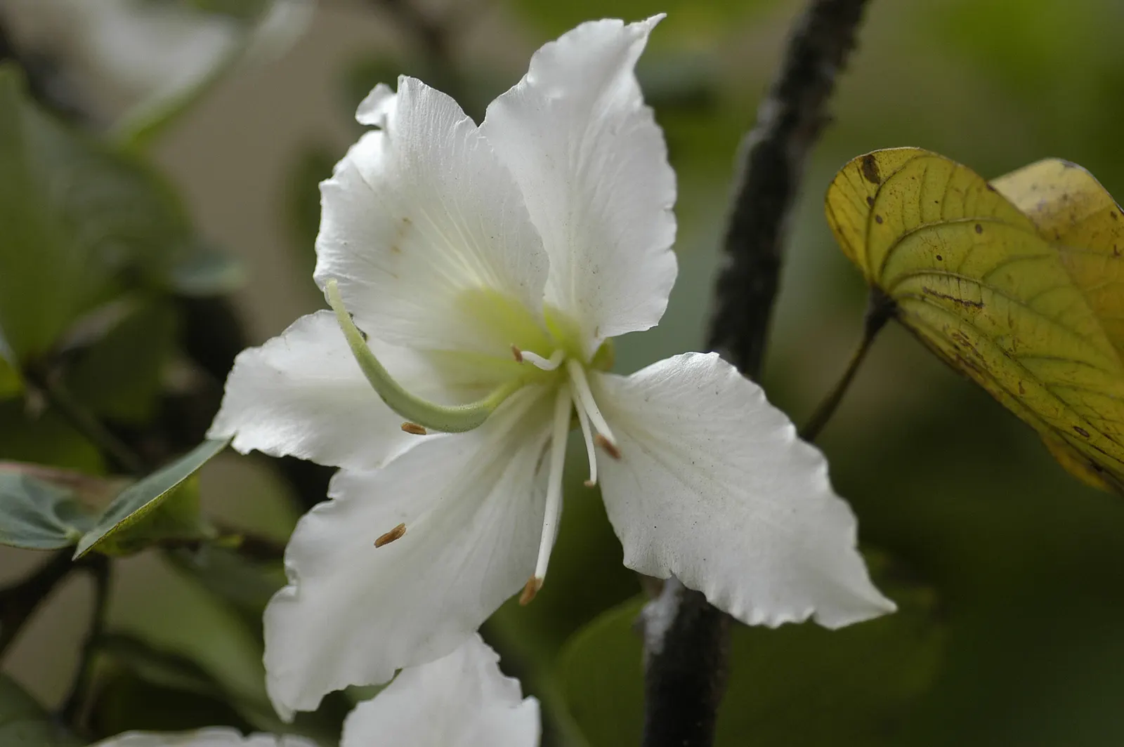 White Orchid Tree (Bauhinia Variegata 'Candida') — approximately 3 to 5 inches across, image 88